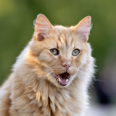 whiskerandhowl avatar