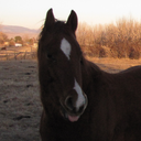 whisky-dreams avatar