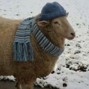 whispering-rayn avatar