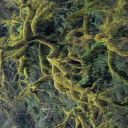 whisperswisteria avatar