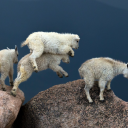 whitefootedgoats avatar