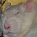 whitemagicalrat avatar