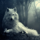 whitewolf121-blog avatar