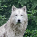 whltewolf avatar