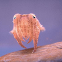 whocuddlesthecuttlefish avatar