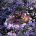 whoisthis-lvrgrl avatar