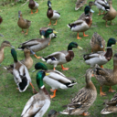 wholelottaducks avatar