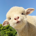 wholesome-dream avatar