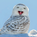 whosayswehavetobenormal avatar