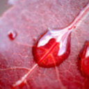 whumpy-whumpity-whump avatar