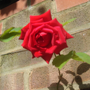 why-do-i-even-try-miffy avatar