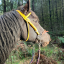 whywishesarehorses avatar