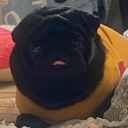 wibley-wobley-pixie avatar