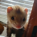 wild-weasels avatar