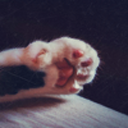 wildestdreamsgraph avatar