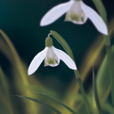 wildflowers-of-southern-ontario avatar