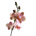 wildflowersandvibranium avatar