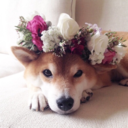 wildheartwolf avatar