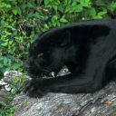 wildnaturismpanther avatar