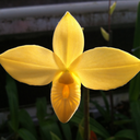 willowbrookorchids avatar