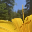 willows-moonlight457 avatar