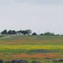 willyemmosher avatar