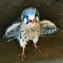 willynilly-was-taken avatar