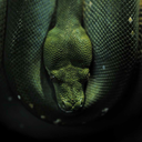 willyoubemygoldfish avatar