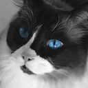 winchestersims avatar