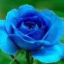 windfalls-of-dreams avatar