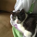 windydawnstar avatar