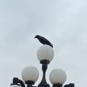 wingedpanther avatar