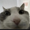 wingedsongbarbarian avatar