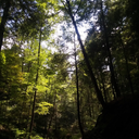 winter-companions avatar