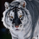 winter-mother avatar