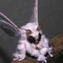 wireddifferentley avatar