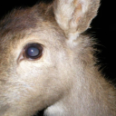 wiredentrails avatar