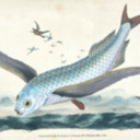 wishes-and-fishes avatar