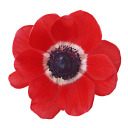 wishfulpoppy avatar