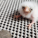 wit-is-wisdom avatar