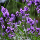 witchy-corenna avatar