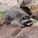 witchy-raccoon avatar