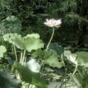 witheringwillowtrees avatar