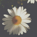 withoutfearofdying avatar