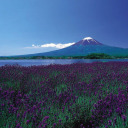 withouthopewithoutcare avatar