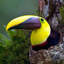 wizard-suplex avatar