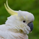 wizardofstars avatar