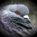 wokepigeon avatar