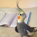 wolfiethecockatiel avatar