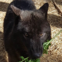 wolfseventide avatar